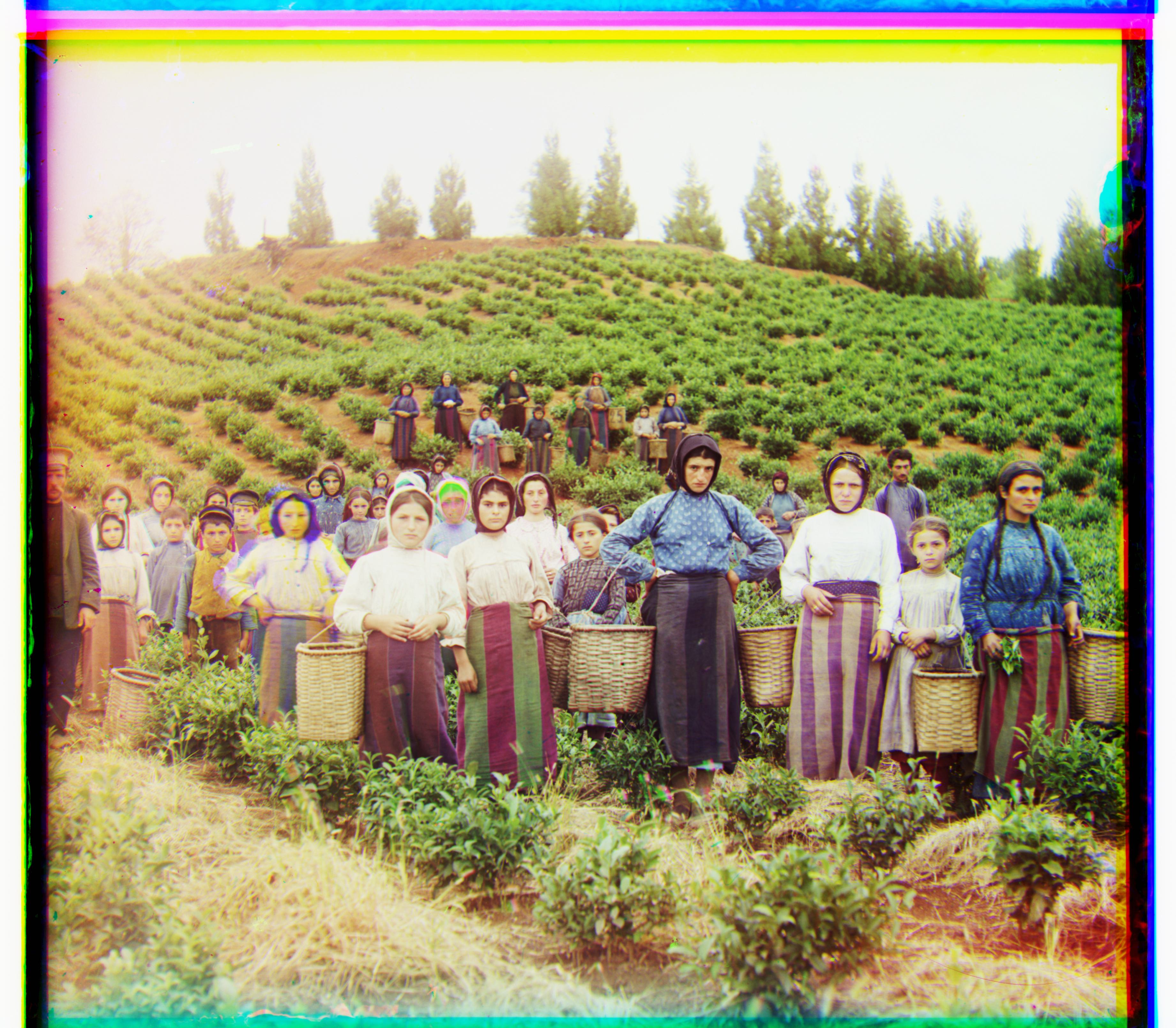 Harvesters Colorized