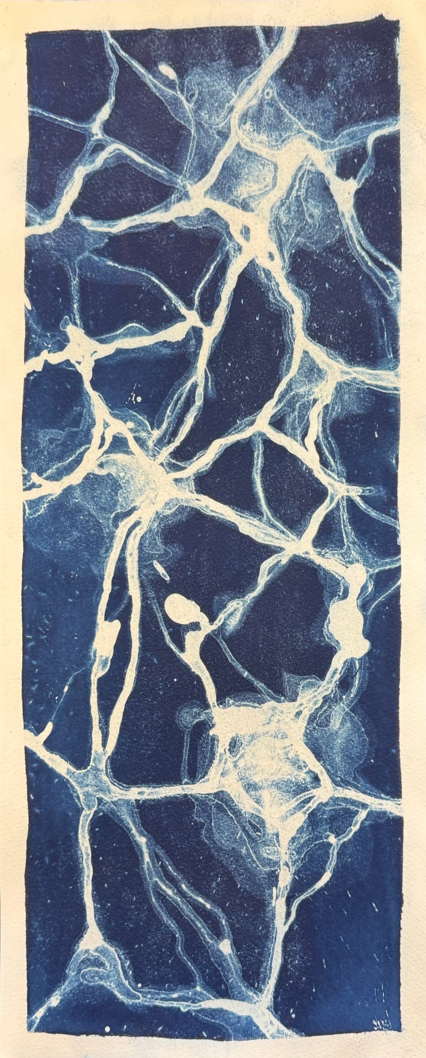 Cyanotype 2